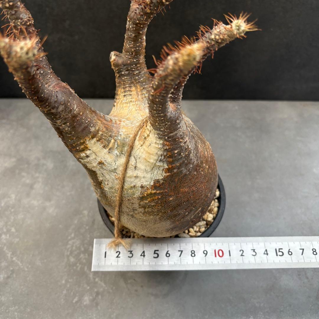 発根済 パキポディウム グラキリス 現地球 良型 塊根植物 コーデックス　NO3