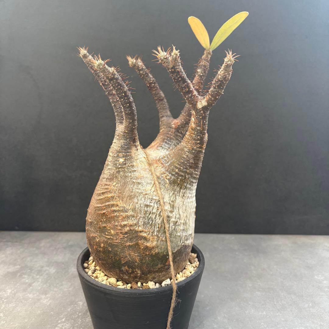 発根済 パキポディウム グラキリス 現地球 良型 塊根植物 コーデックス　NO3