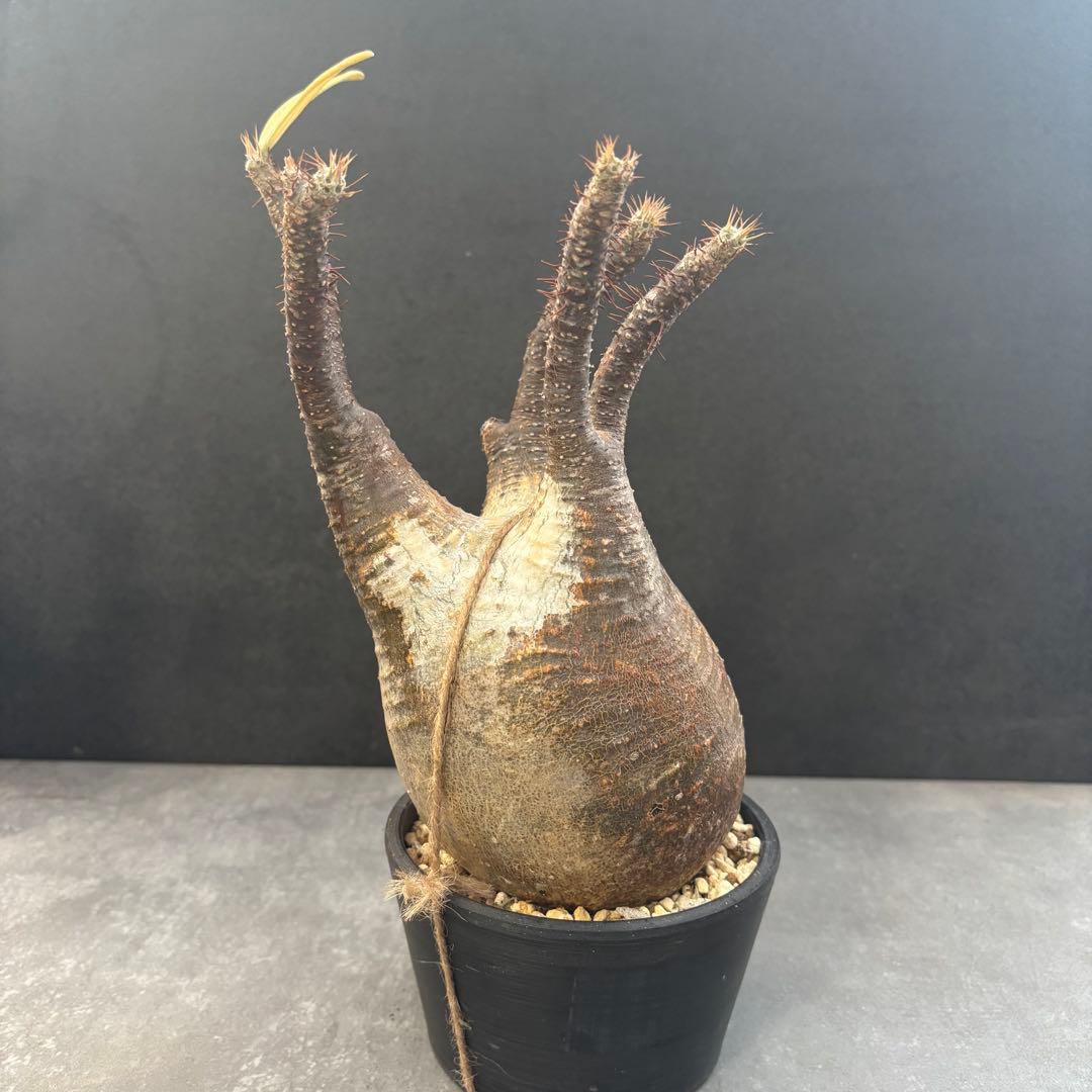 発根済 パキポディウム グラキリス 現地球 良型 塊根植物 コーデックス　NO3