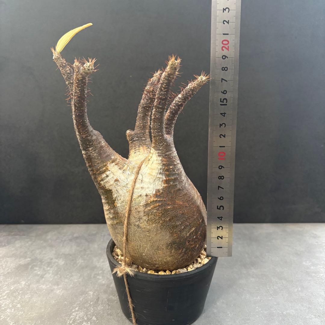 発根済 パキポディウム グラキリス 現地球 良型 塊根植物 コーデックス　NO3