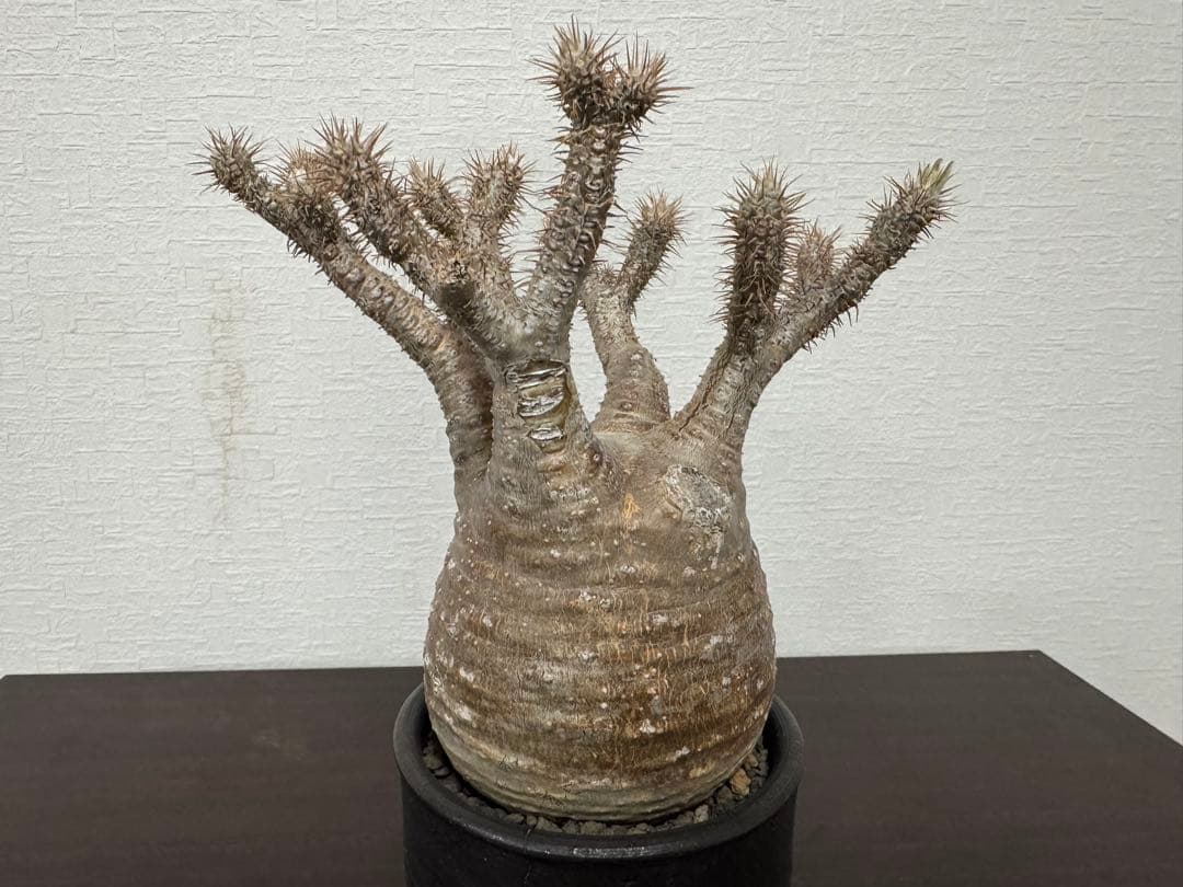 パキポディウム　グラキリス　⑦ 4年管理　　（検　アガベ　パキプス　チタノタ