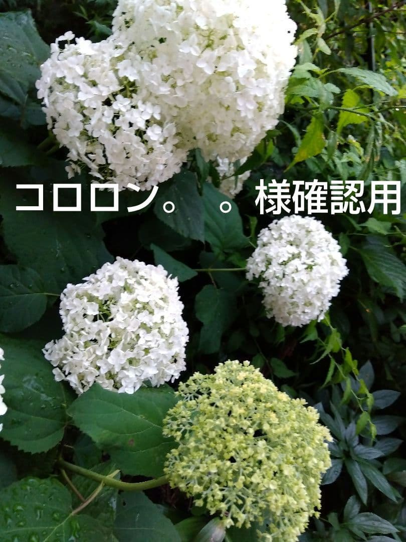 白 アナベル抜き苗