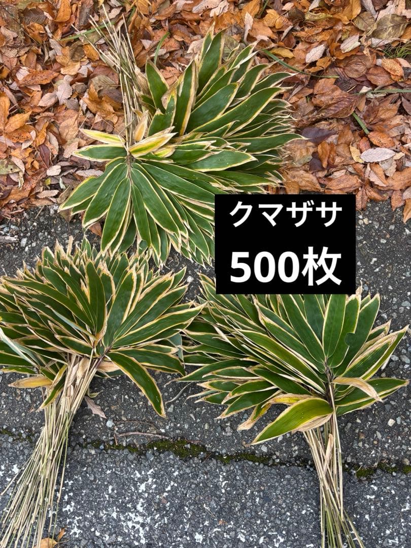 熊笹　門松　500 クマザサ