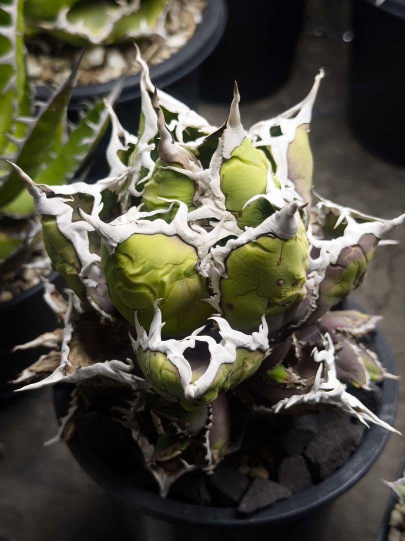 特選　アガベ　チタノタ 包心龍