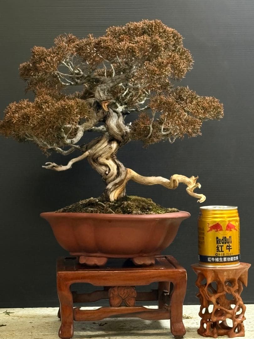 [盆栽]真柏/有望