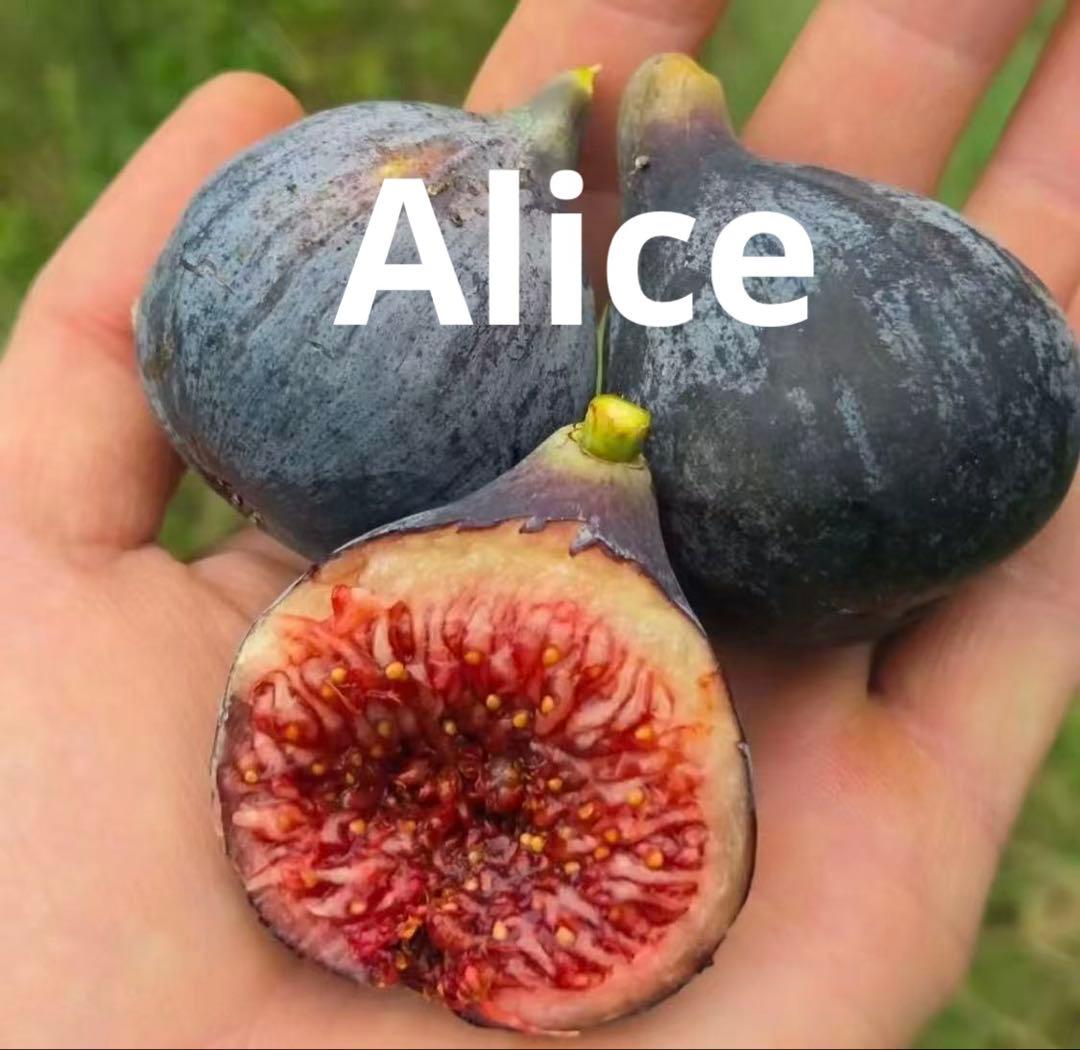 Aliceイチジク穗木