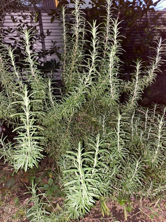 自家栽培ローズマリー⭐︎ 農薬：栽培期間中不使用⭐︎