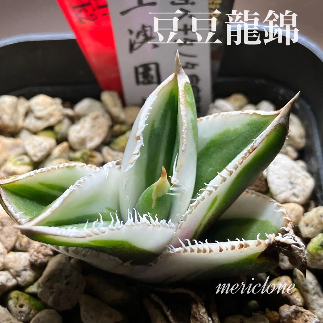 錦フェア【鉢ごと発送】速達　選抜　安定株　アガベ　豆豆龍錦　覆輪斑　TC