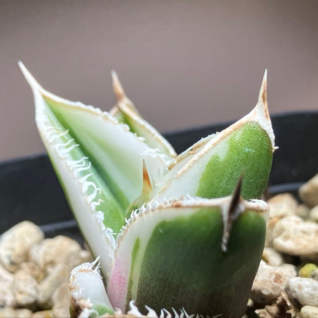 錦フェア【鉢ごと発送】速達　選抜　安定株　アガベ　豆豆龍錦　覆輪斑　TC