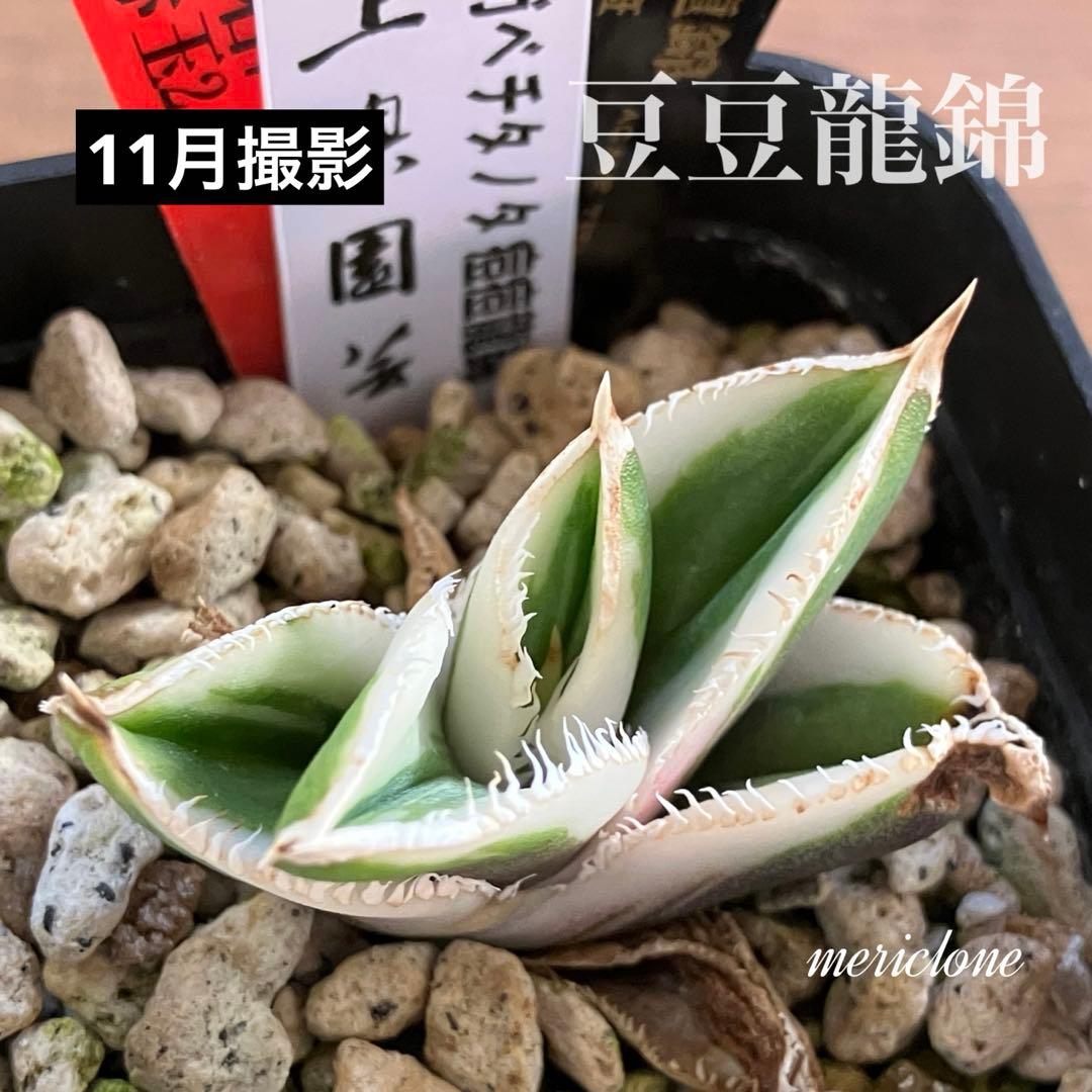 錦フェア【鉢ごと発送】速達　選抜　安定株　アガベ　豆豆龍錦　覆輪斑　TC