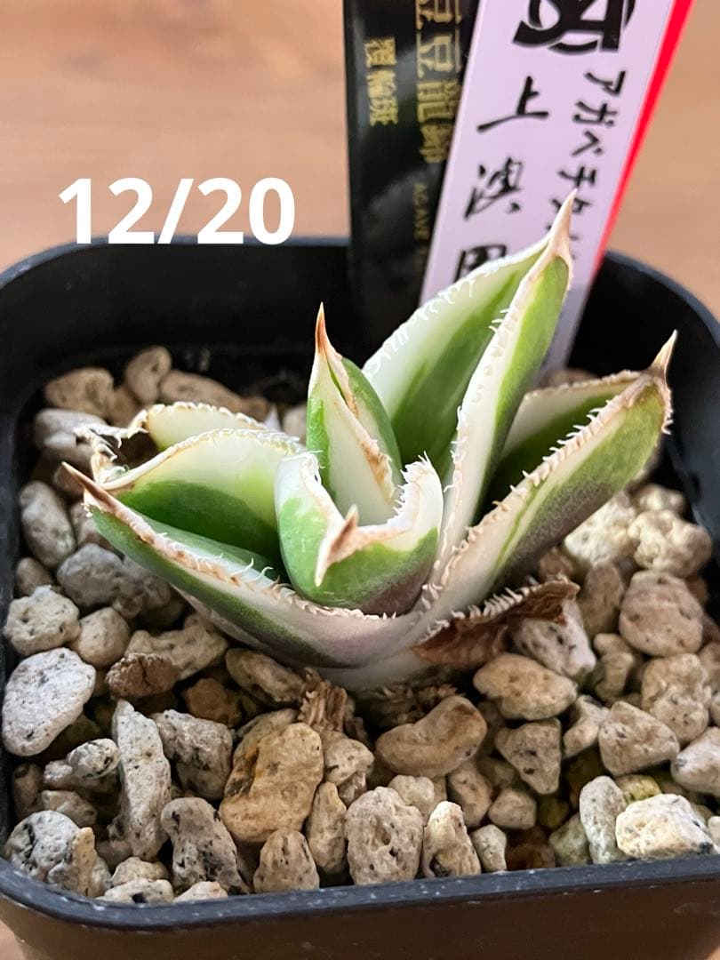 錦フェア【鉢ごと発送】速達　選抜　安定株　アガベ　豆豆龍錦　覆輪斑　TC