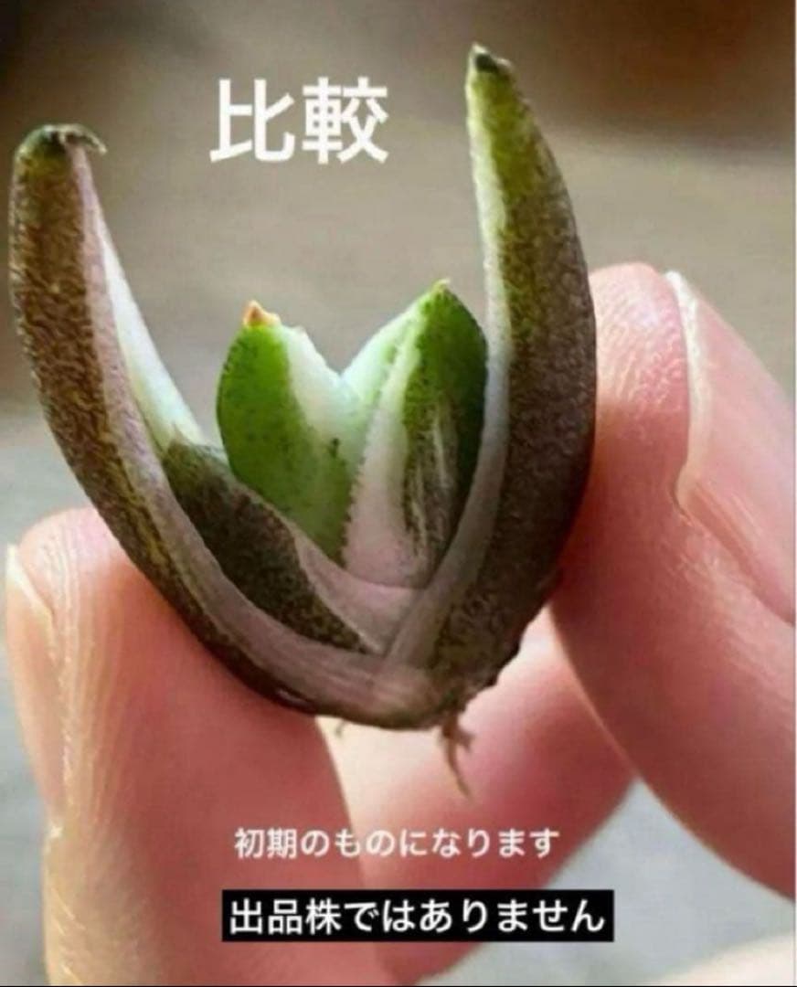 錦フェア【鉢ごと発送】速達　選抜　安定株　アガベ　豆豆龍錦　覆輪斑　TC