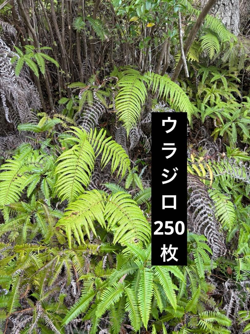 ウラジロ　250枚 エディブルフラワー　飾り葉