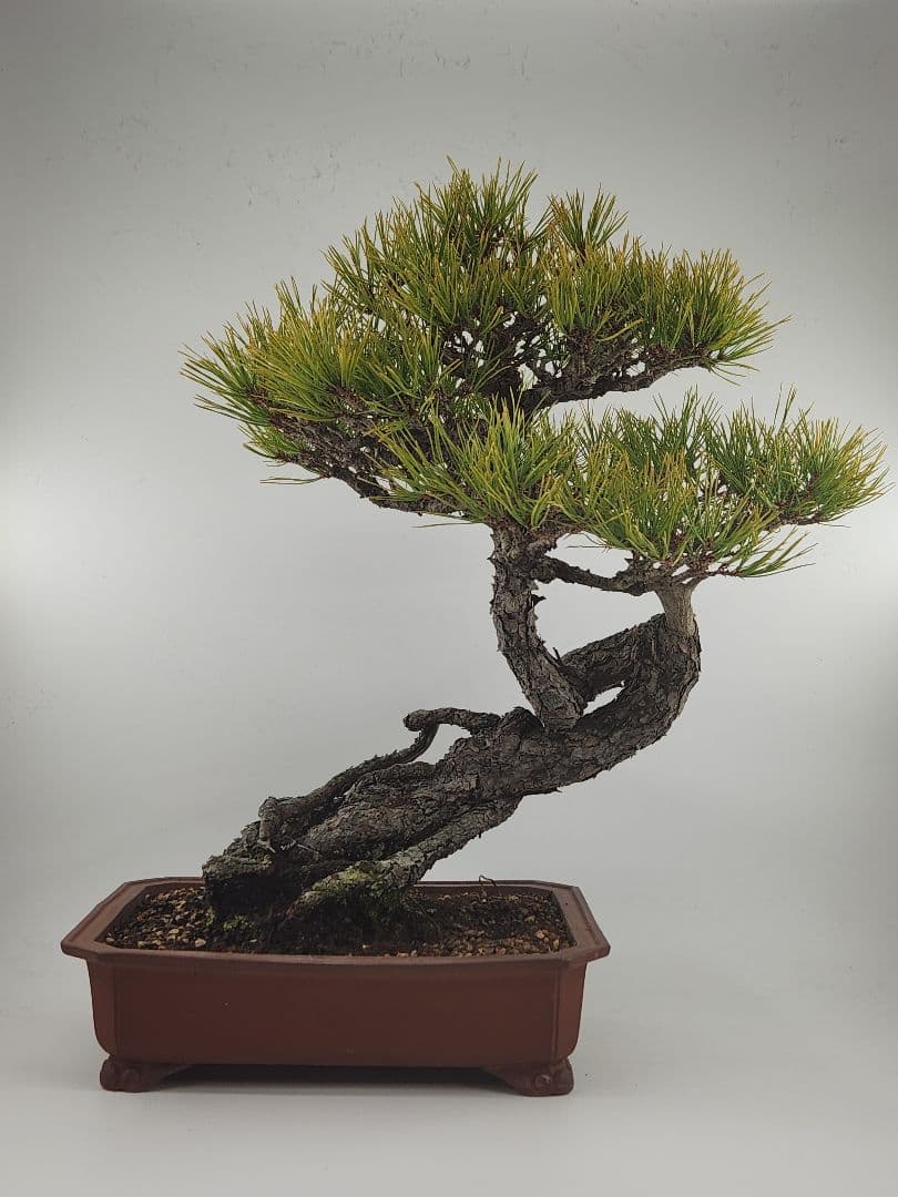 お正月セール 10日まで 中品 赤松盆栽 五葉松盆栽 真柏盆栽 懸崖 真柏 黒松