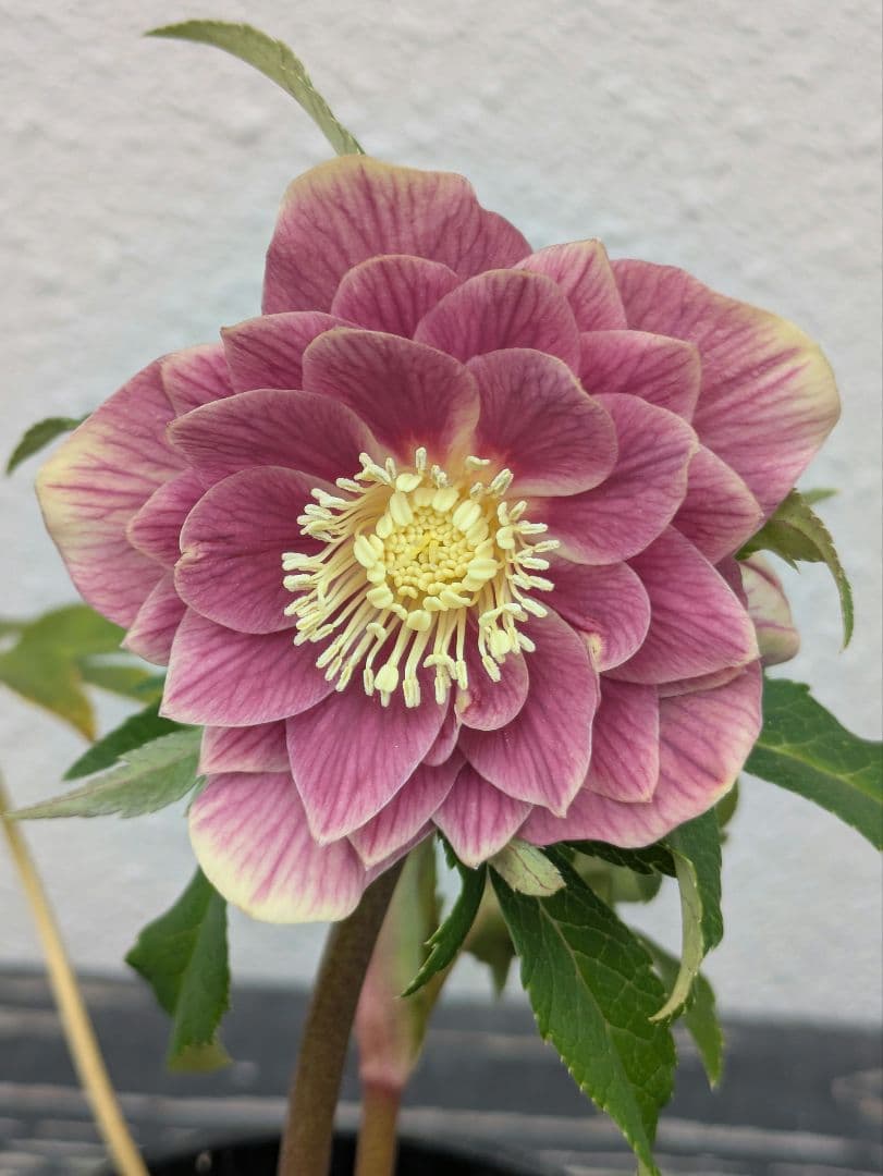 広瀬園芸 クリスマスローズ ソレイユdd 極上発色