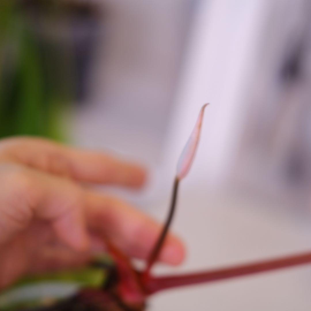 Anthurium Carlablackiae｜アンスリウム カーラブラッキー