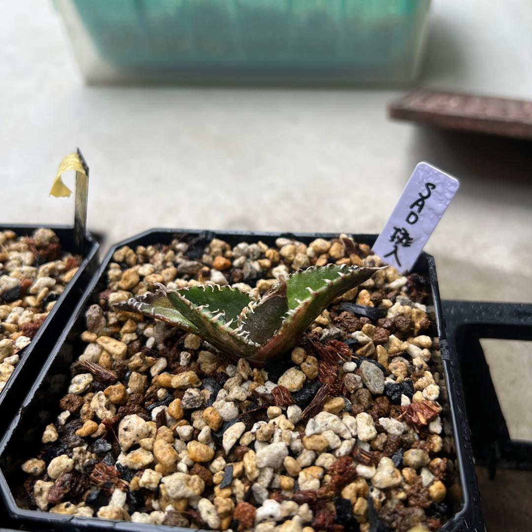 アガベ　チタノタ　SAD 斑入り　子株