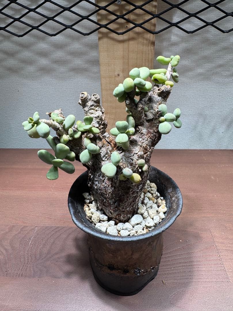 ケラリア　ピグマエア　レトロフラクタル