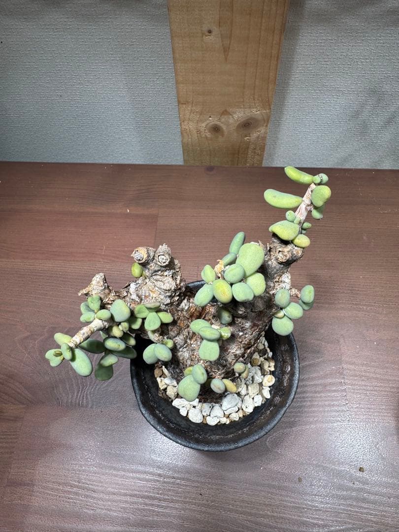 ケラリア　ピグマエア　レトロフラクタル