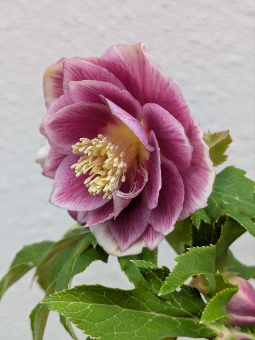 広瀬園芸 クリスマスローズ ソレイユdd｜鮮烈なグラデーションと美しい白抜け