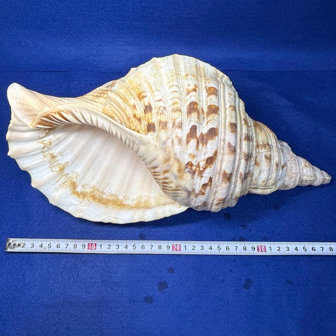 法螺貝　ホラ貝　ほらがい　三伏　魔除け　熊よけ