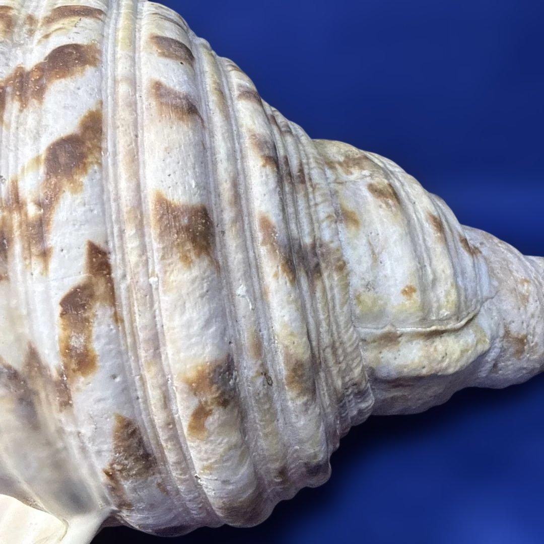 法螺貝　ホラ貝　ほらがい　三伏　魔除け　熊よけ