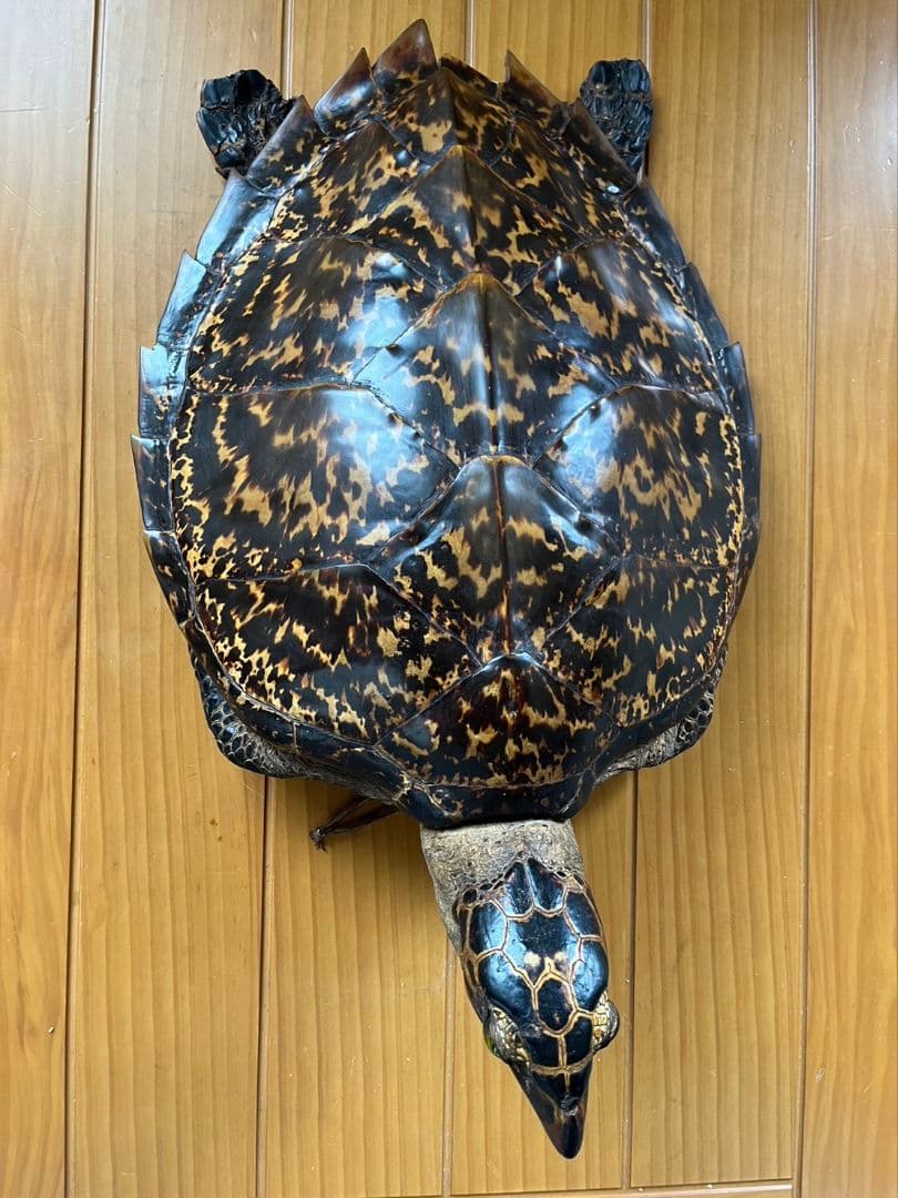 亀の剥製　タイマイ　国際希少動植物種登録済み