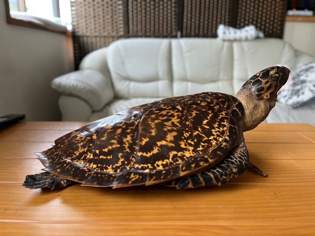 亀の剥製　タイマイ　国際希少動植物種登録済み