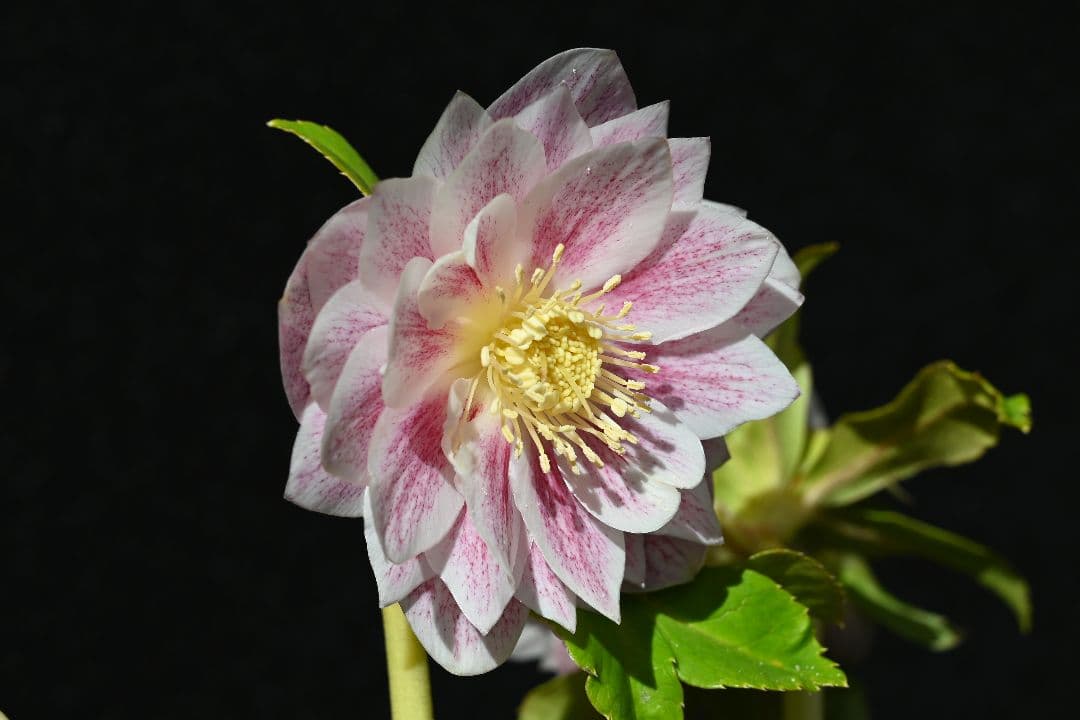 クリスマスローズ　認定プリマヴェーラホワイトゴールド　加藤農園