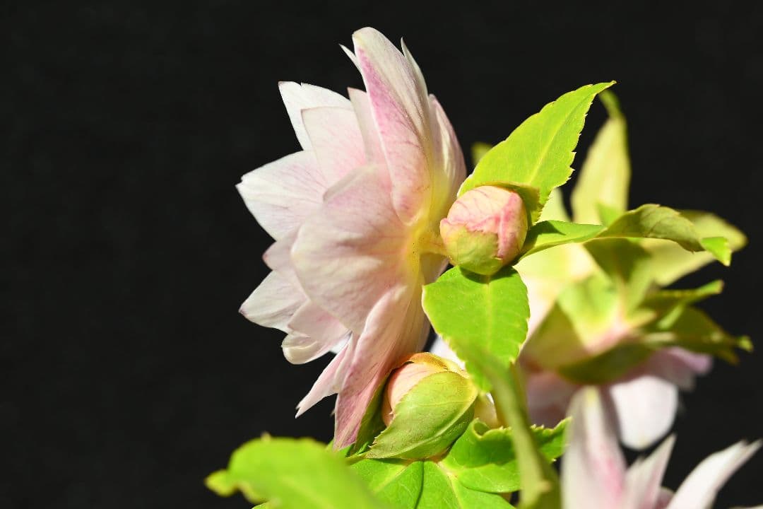 クリスマスローズ　認定プリマヴェーラホワイトゴールド　加藤農園