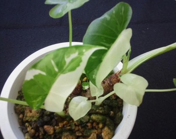 斑入り　クワズイモ　苗　株　観葉植物　アロカシア　花卉/園芸