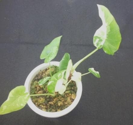 斑入り　クワズイモ　苗　株　観葉植物　アロカシア　花卉/園芸