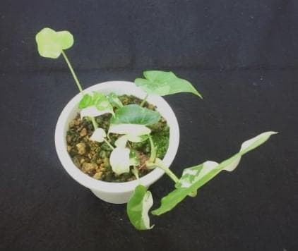 斑入り　クワズイモ　苗　株　観葉植物　アロカシア　花卉/園芸