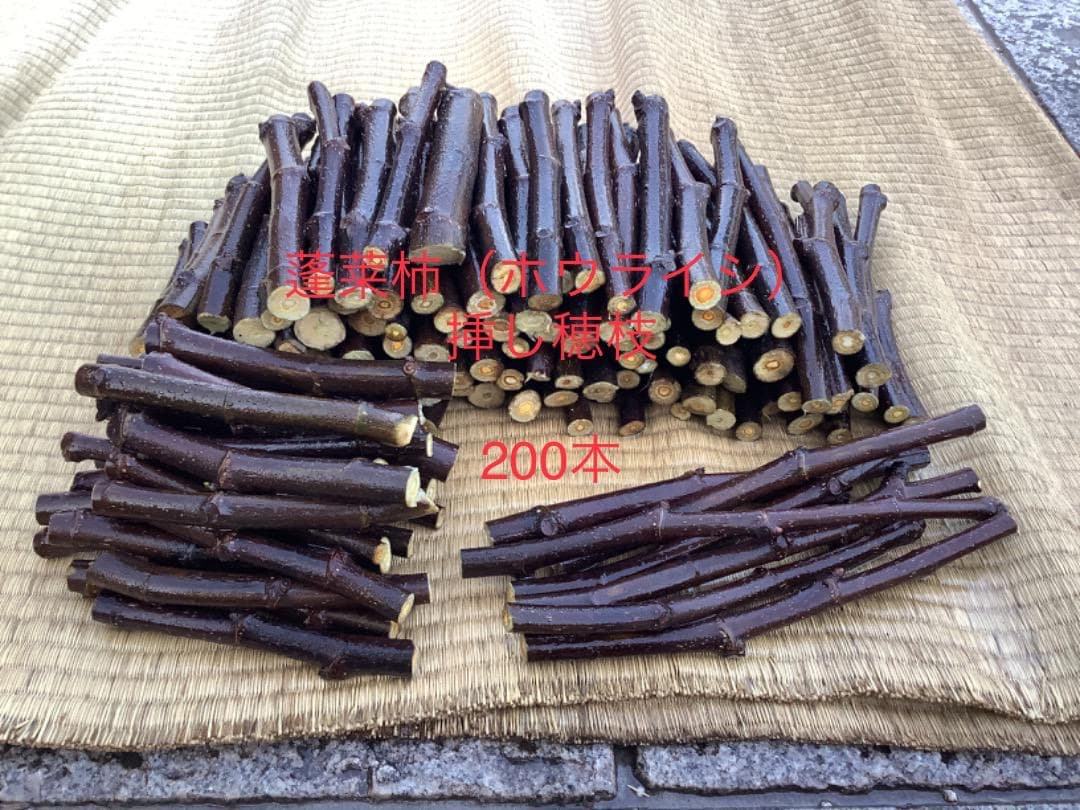 イチジク【蓬莱柿】挿し穂【日本無花果】200本
