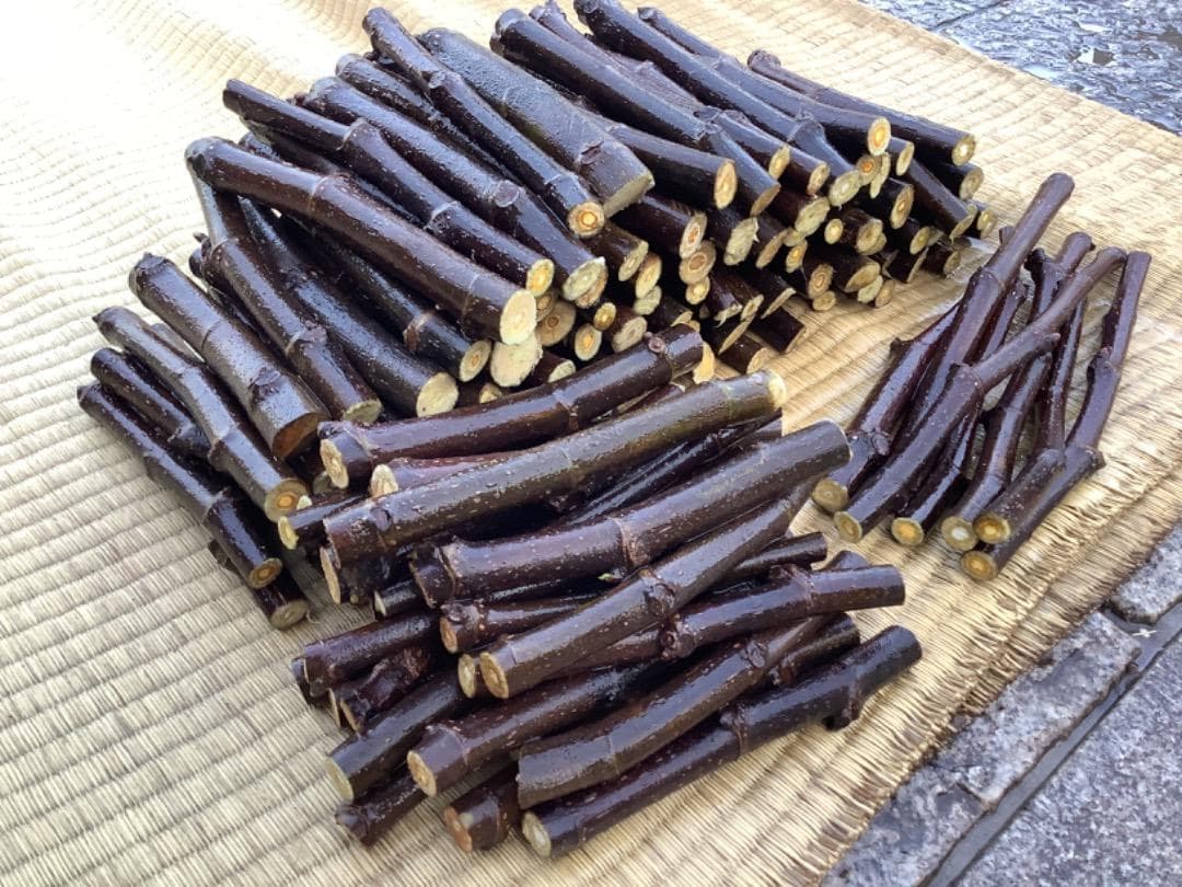 イチジク【蓬莱柿】挿し穂【日本無花果】200本