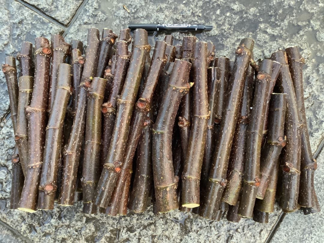 イチジク【蓬莱柿】挿し穂【日本無花果】200本