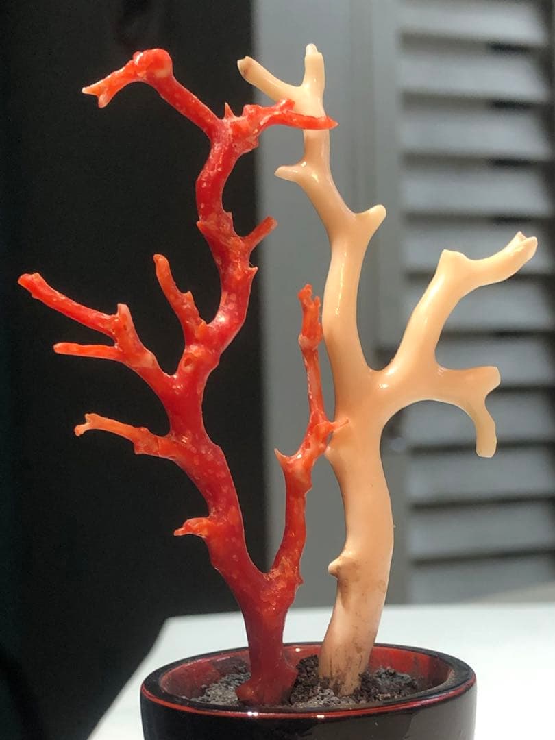 高知県産本珊瑚赤珊瑚白珊瑚枝　鉢台座