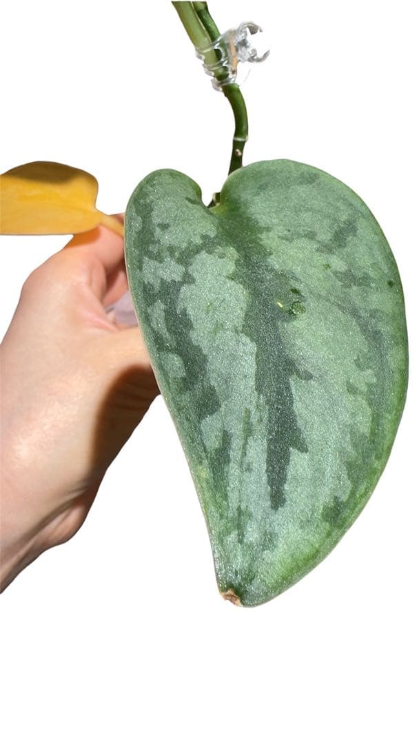 Scindapsus Python スキンダプサス　パイソン