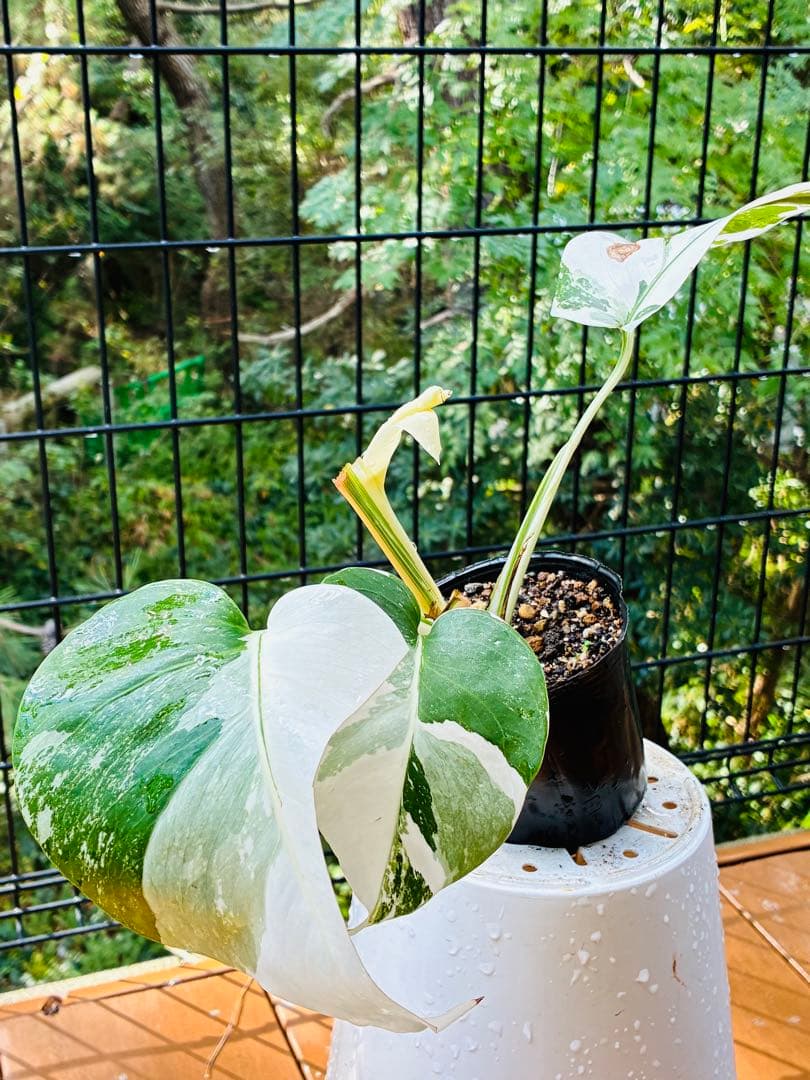 【5鉢セット 】ボルシギアナ ホワイトタイガ