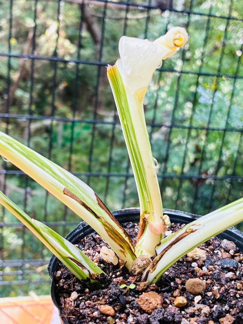 【5鉢セット 】ボルシギアナ ホワイトタイガ