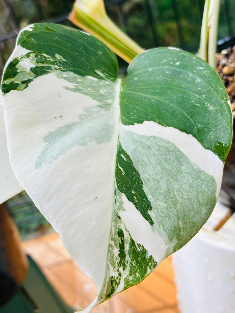 【5鉢セット 】ボルシギアナ ホワイトタイガ