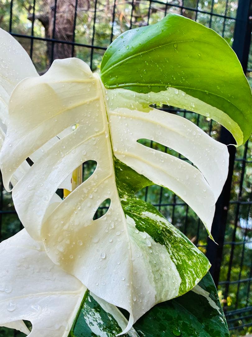 【5鉢セット 】ボルシギアナ ホワイトタイガ