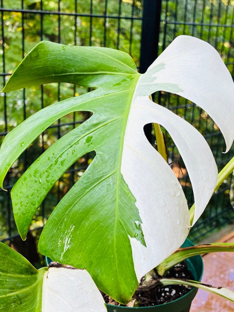 【5鉢セット 】ボルシギアナ ホワイトタイガ