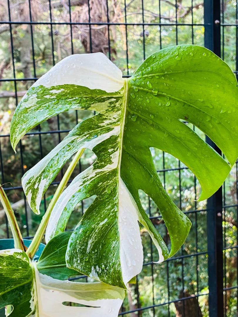 【5鉢セット 】ボルシギアナ ホワイトタイガ