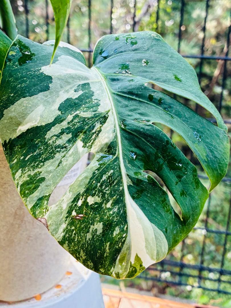 【5鉢セット 】ボルシギアナ ホワイトタイガ