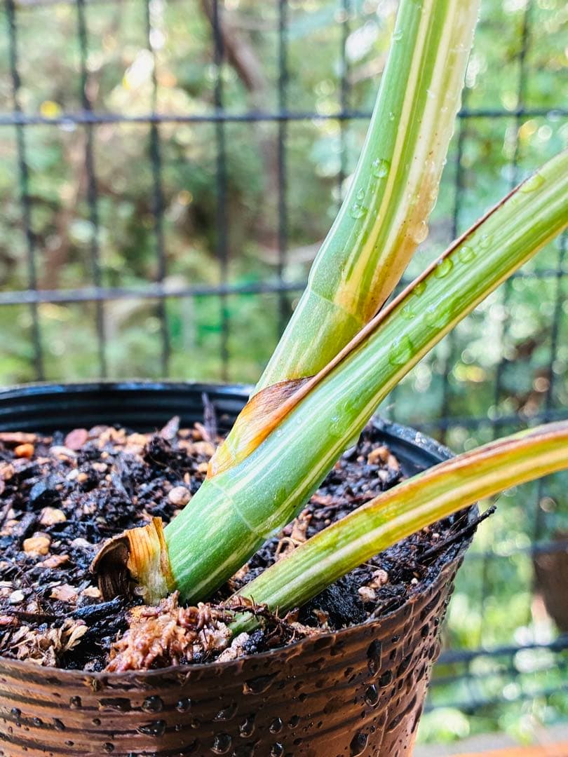 【5鉢セット 】ボルシギアナ ホワイトタイガ