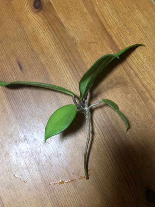 ホヤ　ロイヤルハワイアンパープル