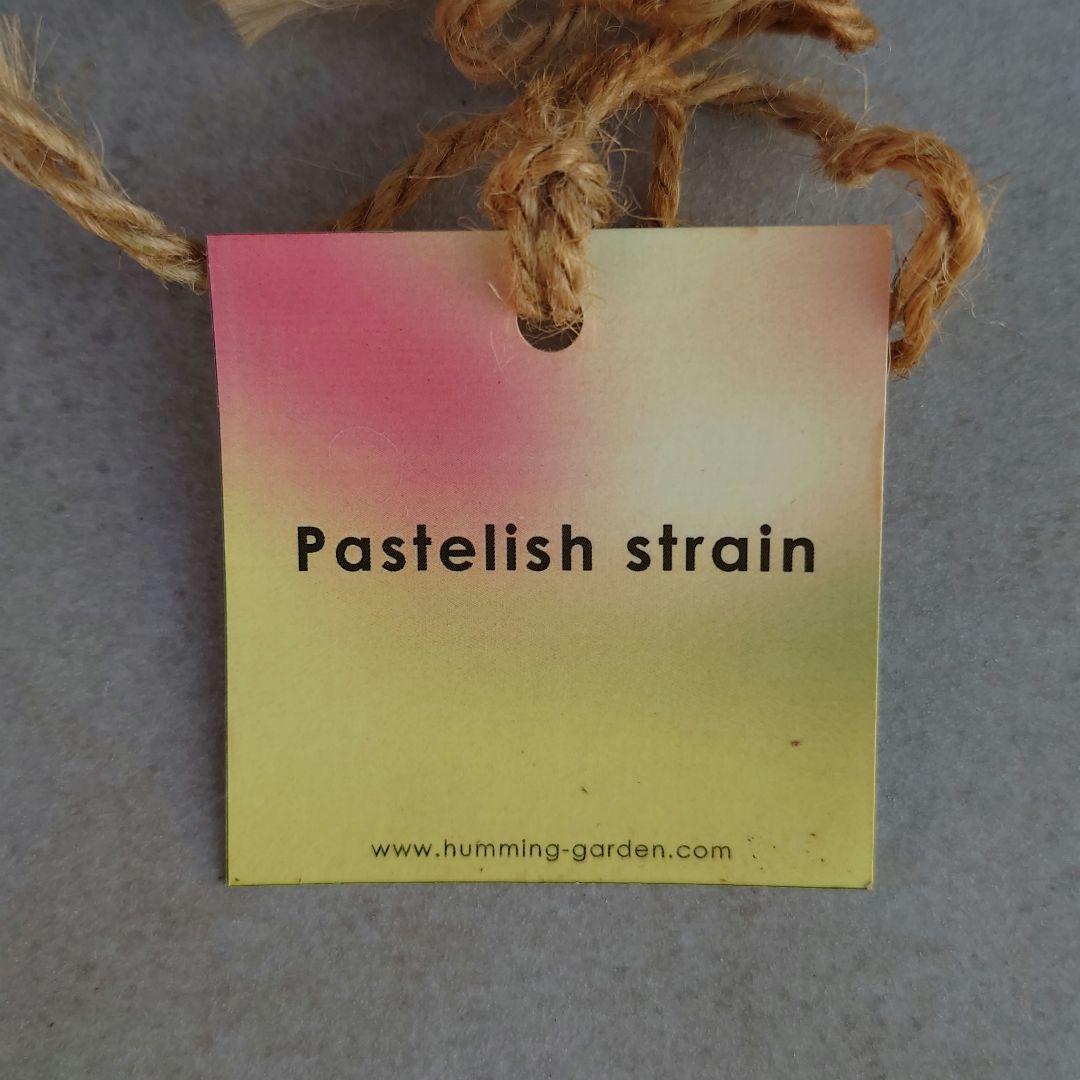 A*a様 クリスマスローズ 大和園 グリーンパステリッシュストレイン 株分け