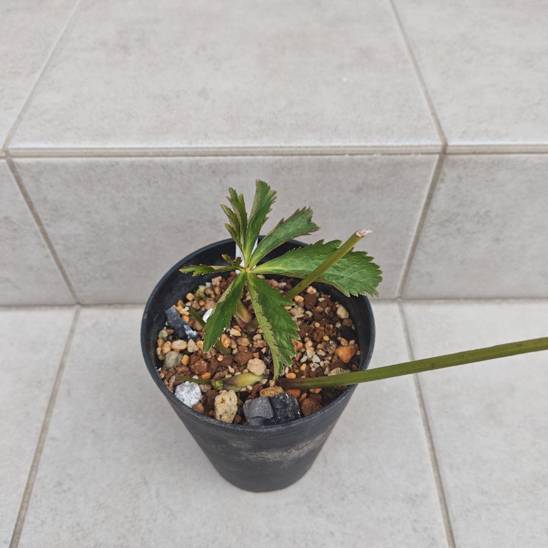 A*a様 クリスマスローズ 大和園 グリーンパステリッシュストレイン 株分け