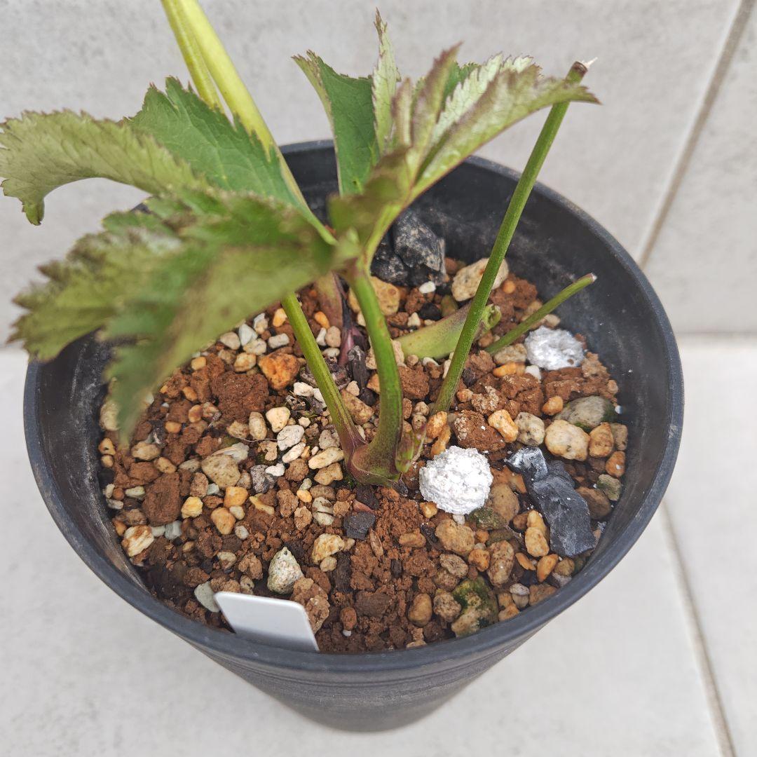 A*a様 クリスマスローズ 大和園 グリーンパステリッシュストレイン 株分け